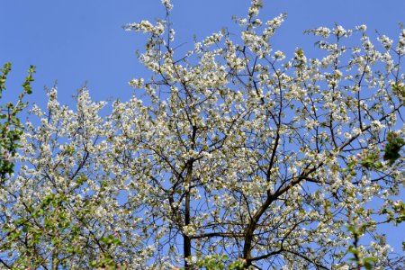flowering trees