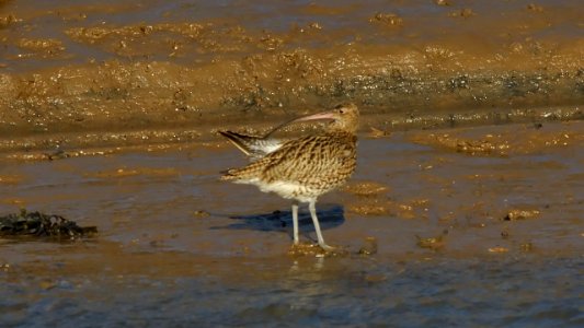 Curlew photo