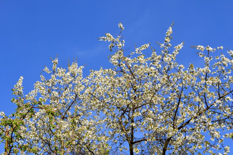 flowering trees