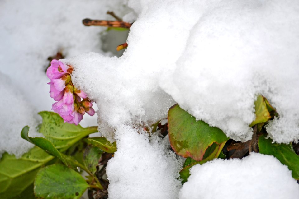 Flowers covered with snow