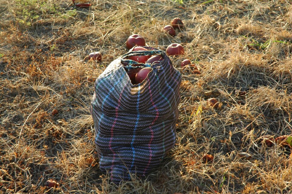 Autumn fruity garden bio