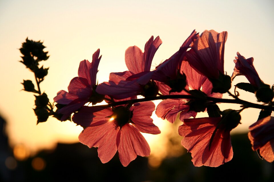 Branch blossoms sunset