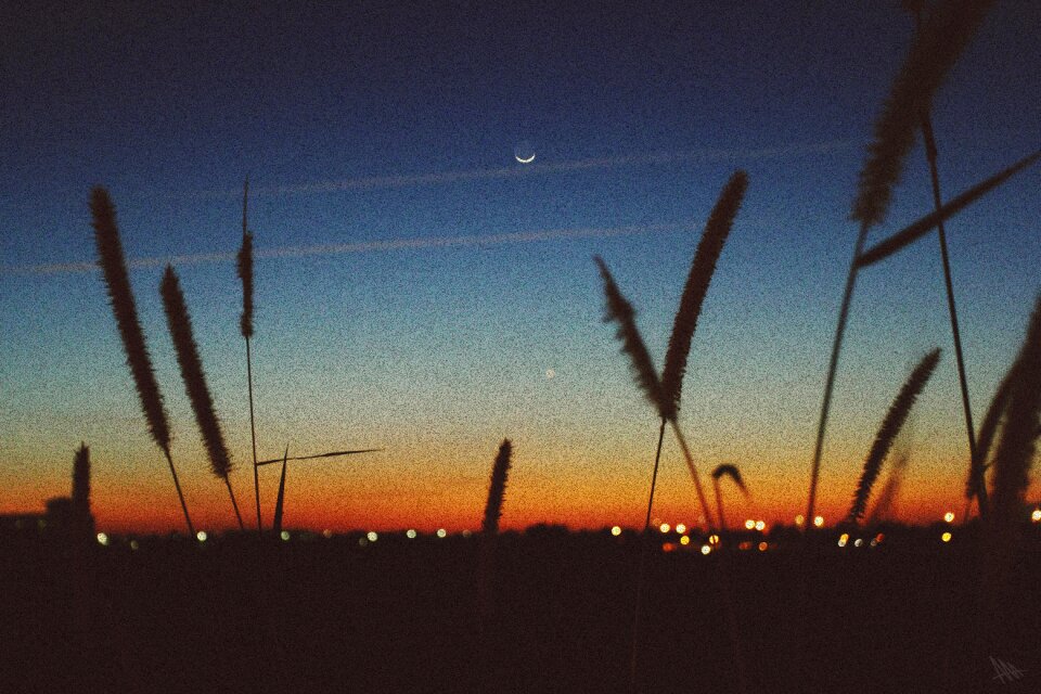 Sky silhouette plants