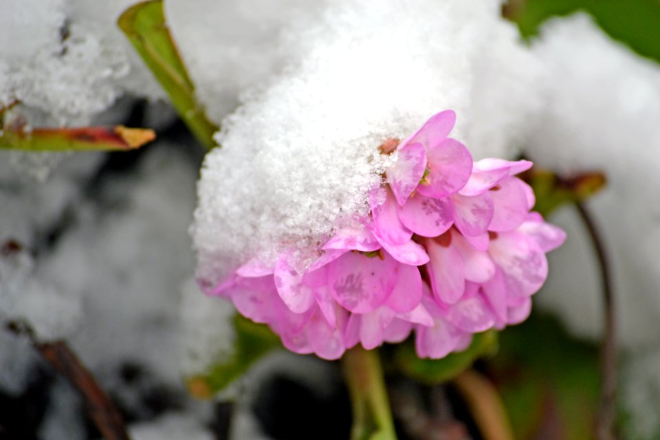 Flowers covered with snow