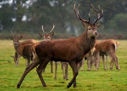 Red Deer