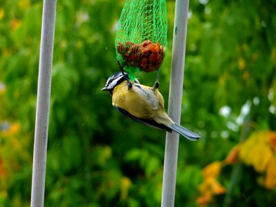 Feeding meissen nature photo