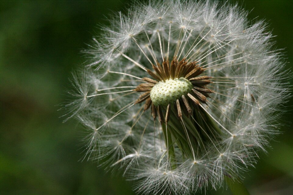 Dandelion fluff seeds