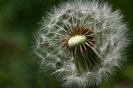 Dandelion fluff seeds
