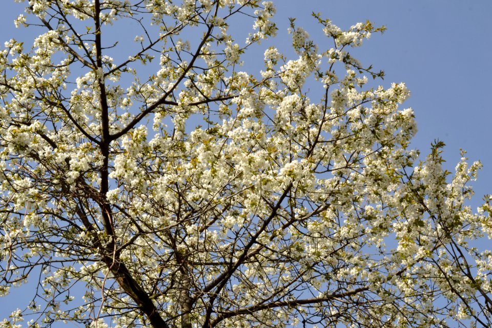 flowering trees