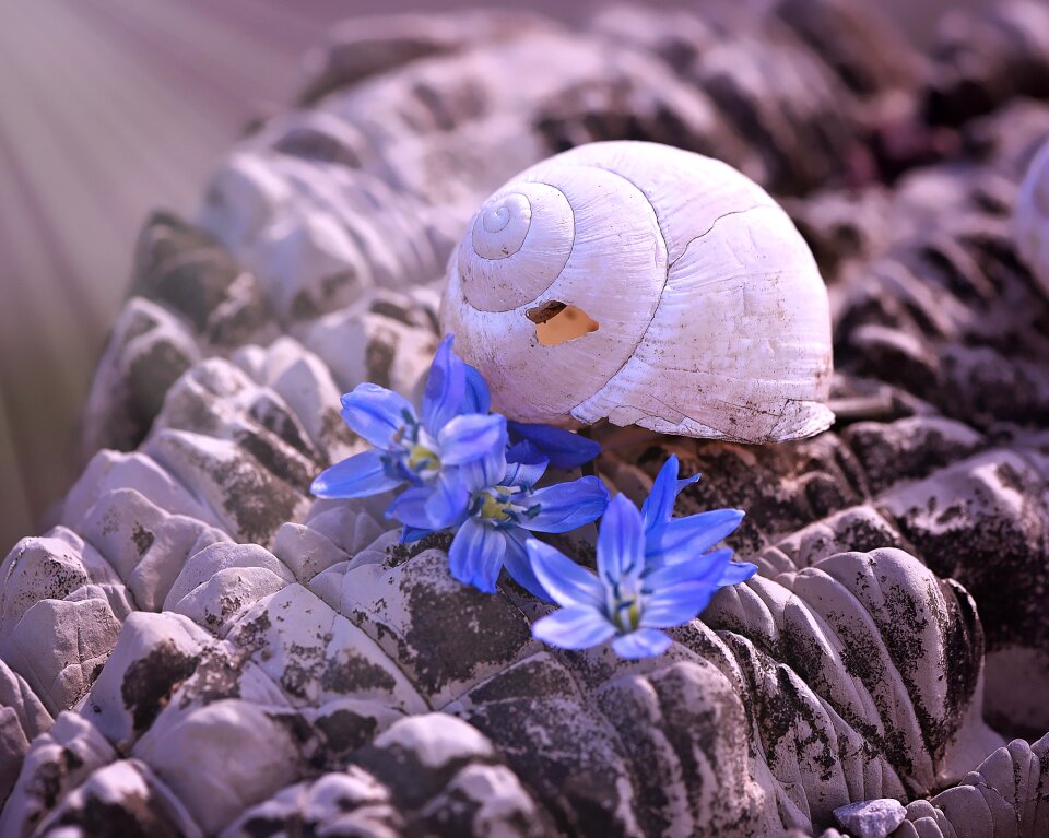 Damaged snail house stone