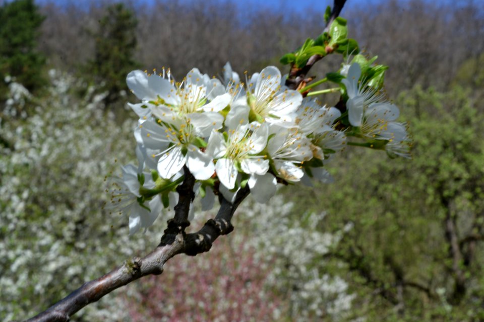 flowering trees
