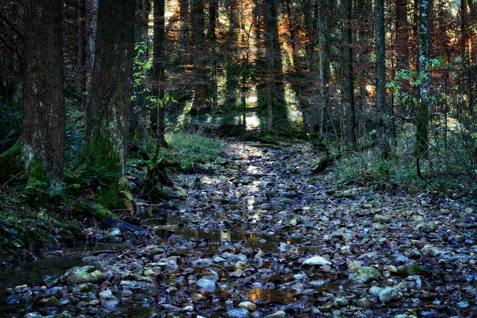 Stream bed nature water
