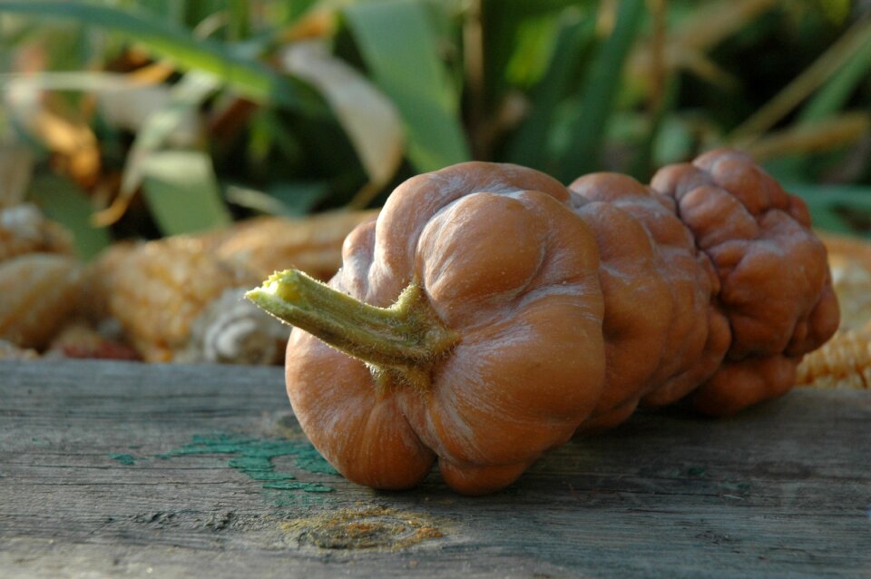 Vegetables vegetarianism nutrition