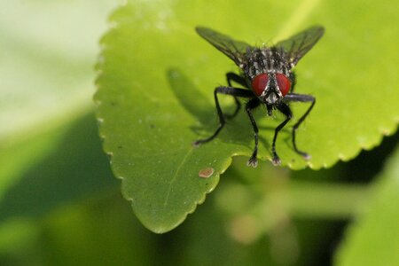 Fly sheet wings