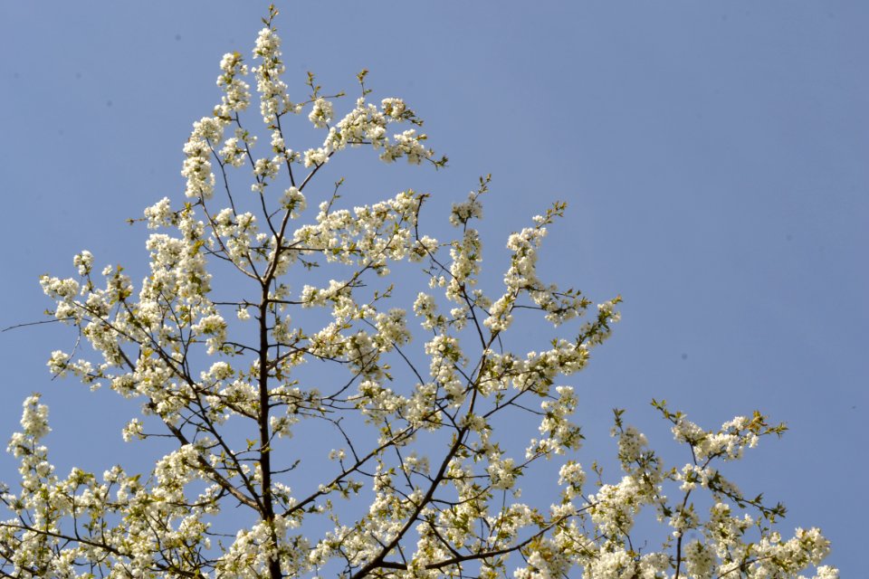flowering trees