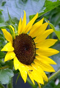 Sunflower summer flowers