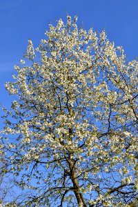 flowering trees