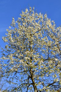 flowering trees photo