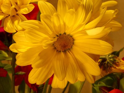 Mum yellow flowers summer