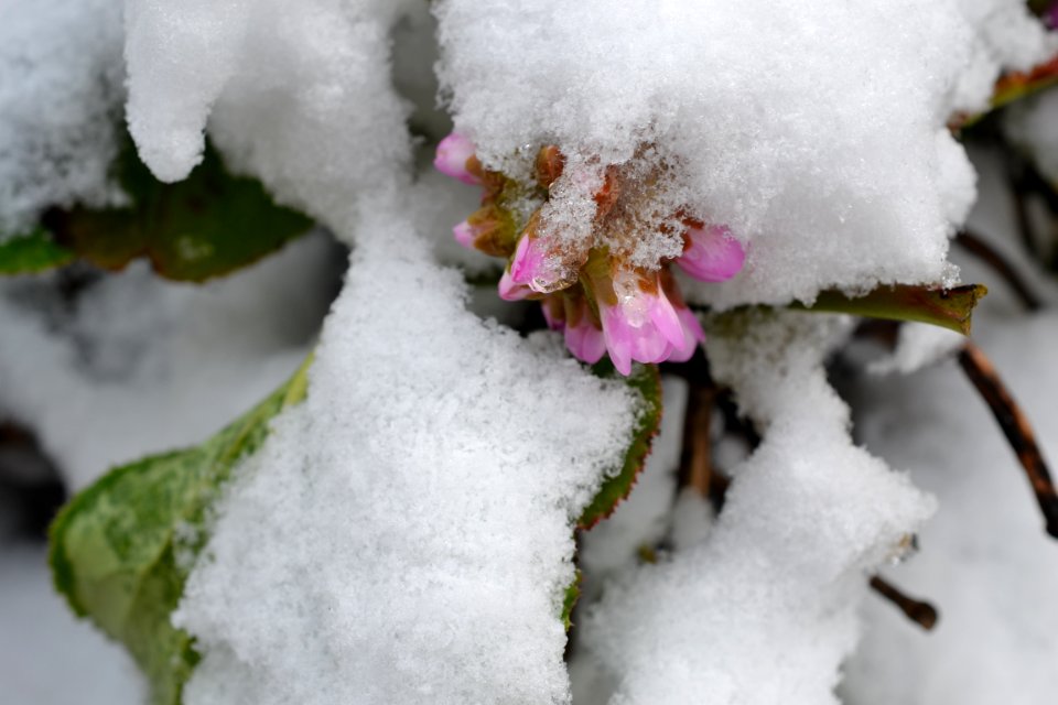 Flowers covered with snow