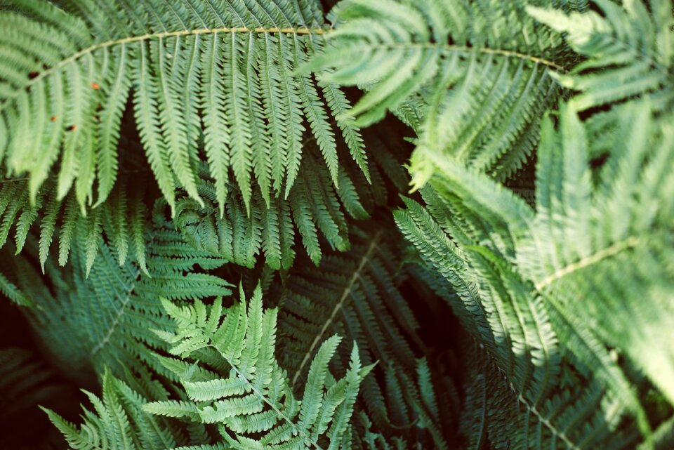 Nature leaf natural
