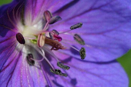 Flower purple pestle photo