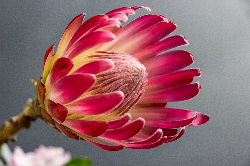Color red flower garden