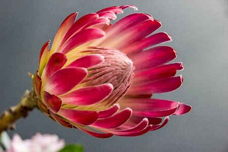 Color red flower garden