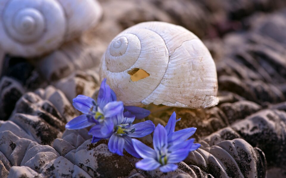 Abandoned nature macro