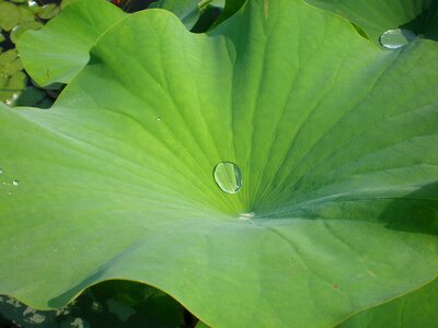 Leaf drop lotus