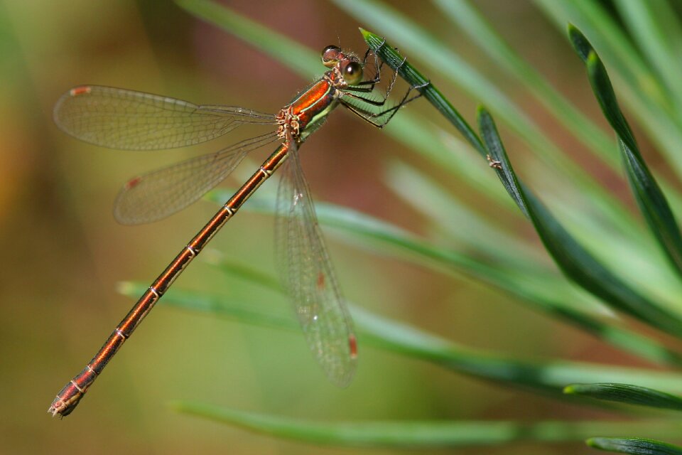 Dragonfly forest twigs