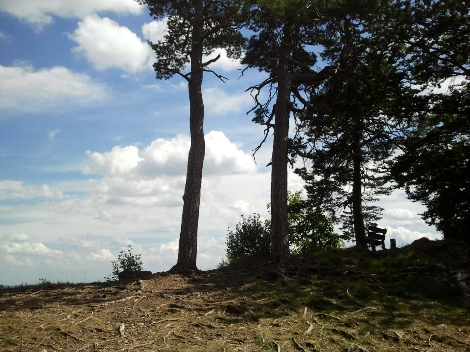 Swabia park forest