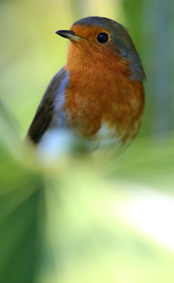Red breast songbird palm tree