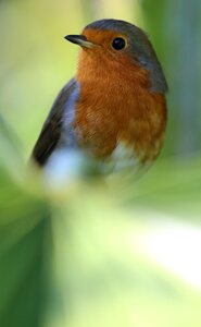 Red breast songbird palm tree photo