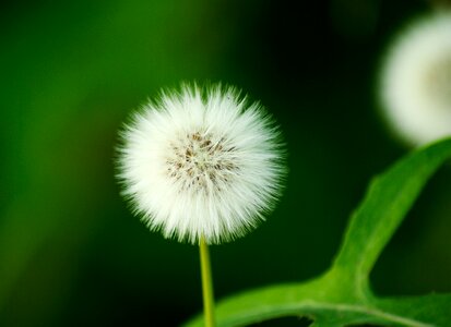 Dandelion flower white