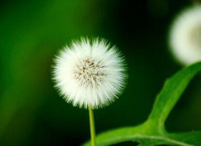 Dandelion flower white photo