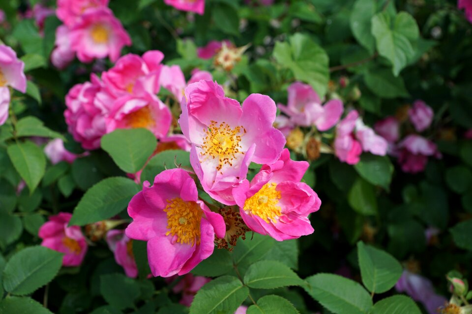 Rose nature wild rose