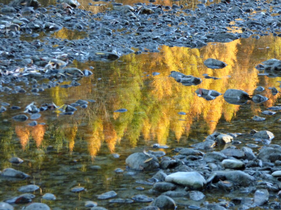 Golden autumn mirroring puddle