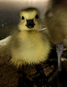 Little Baby Gosling (Ontario) photo