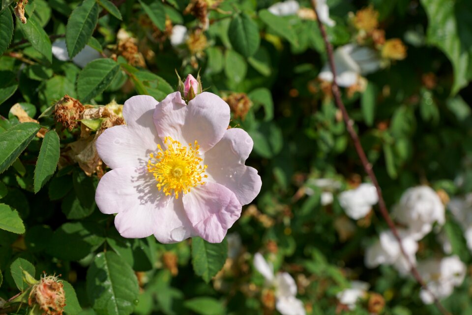Rose nature wild rose