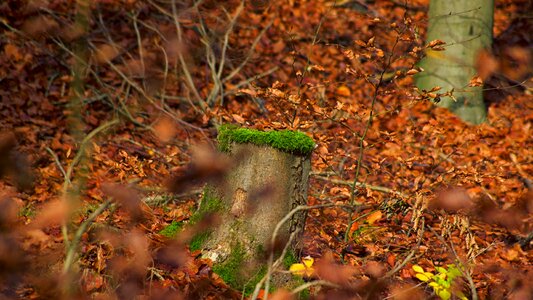 Autumn mood landscape forest