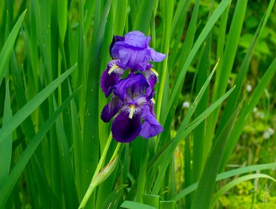 Flower purple garden photo