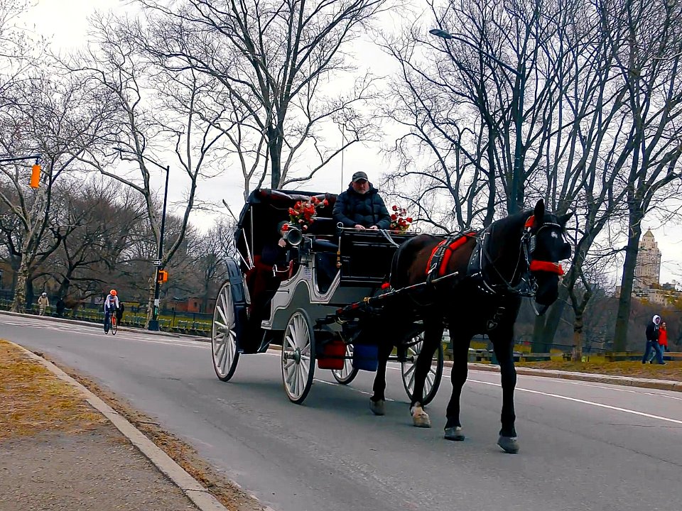 New York City  |  Central Park
