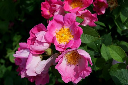 Rose nature wild rose