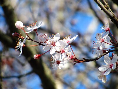 Spring flower sakura photo