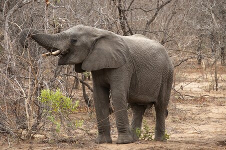 South africa animals environment