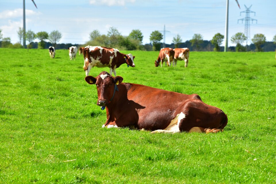 Pasture landscape graze
