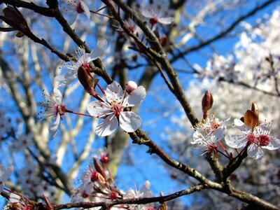 Spring flower sakura photo