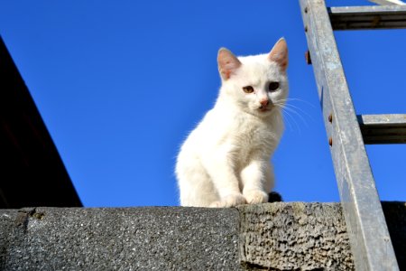 cat photo