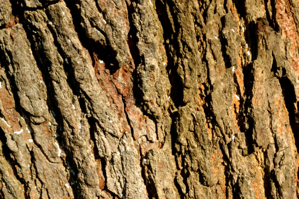 tree bark